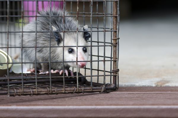 Myrtle Beach Wildlife Removal