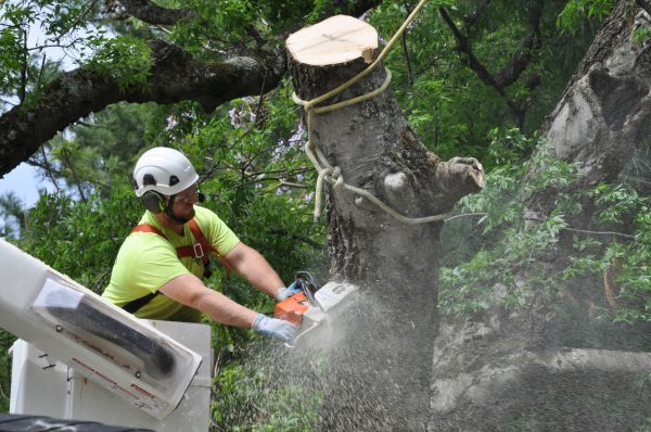 Myrtle Beach Tree Trimming