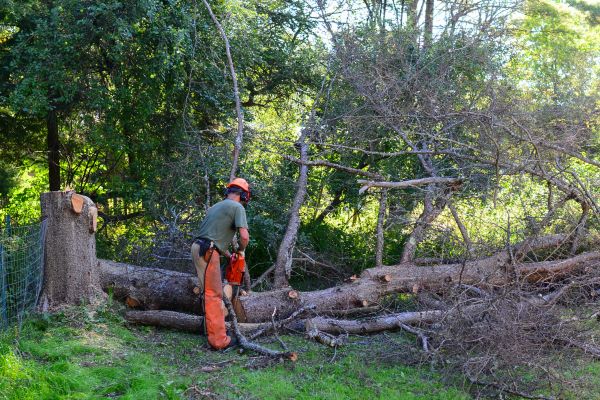 Myrtle Beach Tree Removal